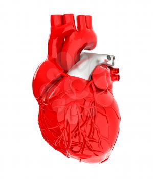 Human heart