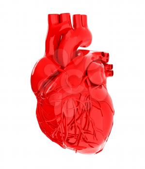 Human heart