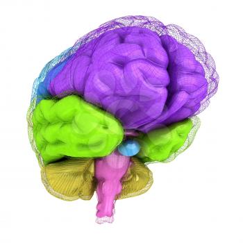 Creative concept of the human brain