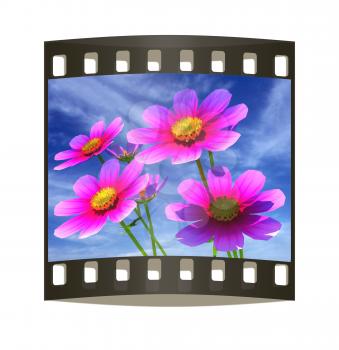 Beautiful Cosmos Flower against the sky. The film strip