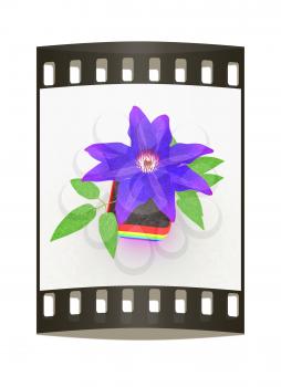 Clematis a beautiful flower in the colorful pot. The film strip