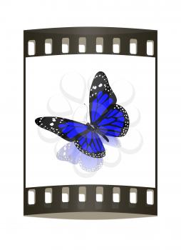 Butterfly on a white background. The film strip