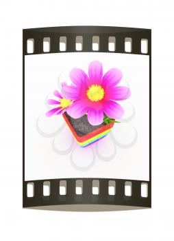  beautiful flower in the colorful pot. The film strip