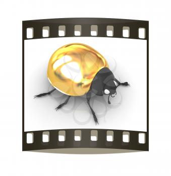 golden beetle on a white background. The film strip