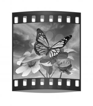 Beautiful Cosmos Flower and butterfly against the sky. The film strip