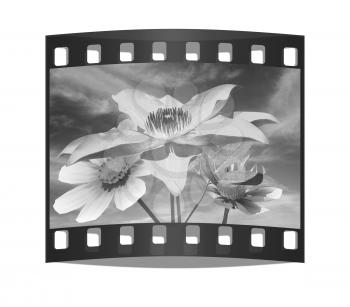 Beautiful Cosmos Flower against the sky. The film strip