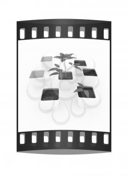 Clematis a beautiful flower in the white pot. The film strip