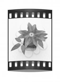 Clematis a beautiful flower in the colorful pot. The film strip