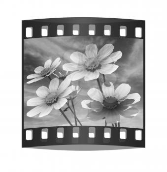 Beautiful Cosmos Flower against the sky. The film strip