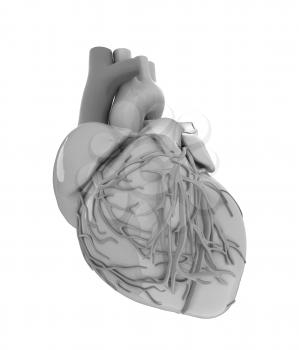 Human heart