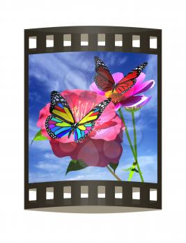 Beautiful Flower and butterfly against the sky 