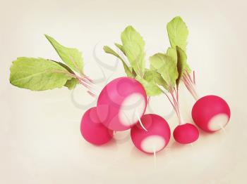 Small garden radish on a white background. 3D illustration. Vintage style.