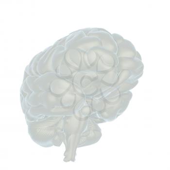 3D illustration of human brain