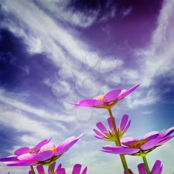 Beautiful Cosmos Flower against the sky. 3D illustration.