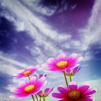 Beautiful Cosmos Flower against the sky. 3D illustration.