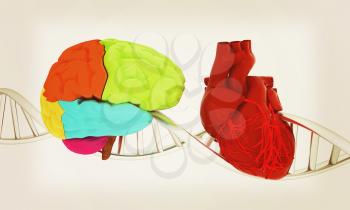 DNA, brain and heart. 3d illustration