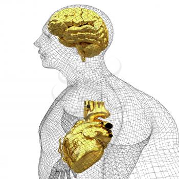 Wire human body model with heart and brain in x-ray. 3d render