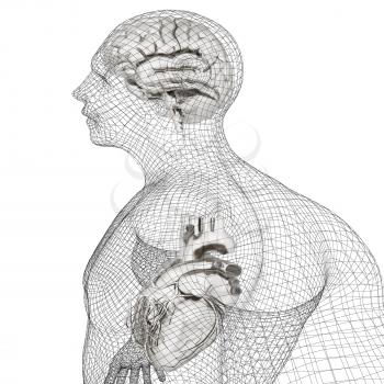 Wire human body model with heart and brain in x-ray. 3d render