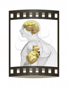 Wire human body model with heart and brain in x-ray. 3d render. Film strip.