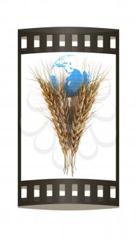 Golden metal ears of wheat and Earth. Symbol that depicts prosperity, wealth and abundance. 3d render. Film strip.