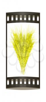 Wheat ears spikelets with grains. 3d render. Film strip.