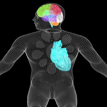 Wire human body model with heart and brain in x-ray. 3d render. On a black background.