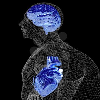 Wire human body model with heart and brain in x-ray. 3d render. On a black background.