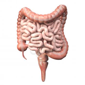 Large and small Intestine isolated on white. Human digestive system anatomy. Gastrointestinal tract. 3d illustration