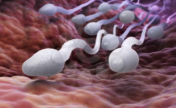 Male sperm cells. 3D illustration