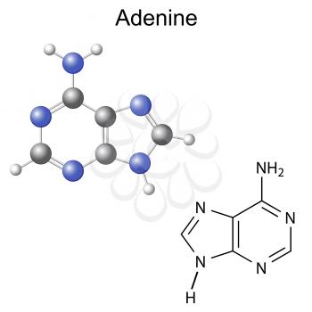 Adenine Clipart