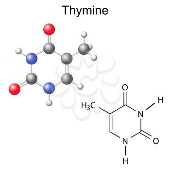 Thymine Clipart