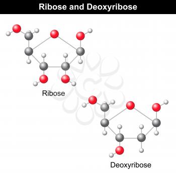 Ribose Clipart