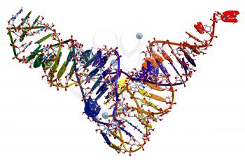 Transfer ribonucleic acid of yeast. 3D molecular structure