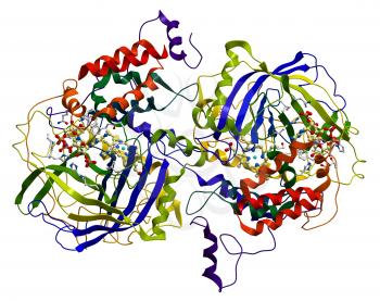 Enzyme Catalase, a very important antioxidant in organism