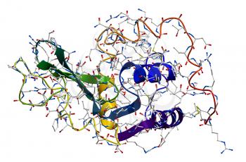 Lysozyme, the natural antibacterial enzyme contained in saliva, milk, mucus, tears, egg white and so on