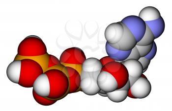 Optimized molecular structure of adenosine triphosphate (ATP) on a white background