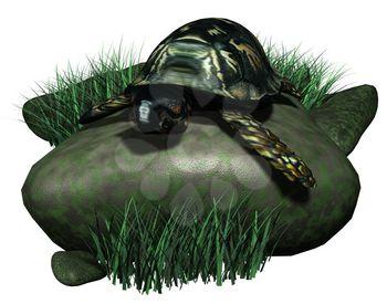 Turtle Clipart