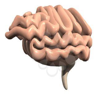 Brain Clipart