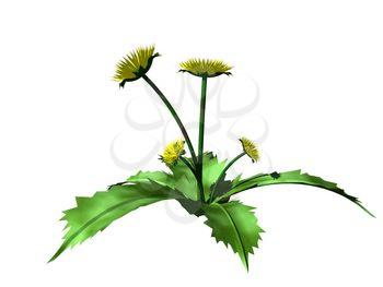 Dandelion Clipart