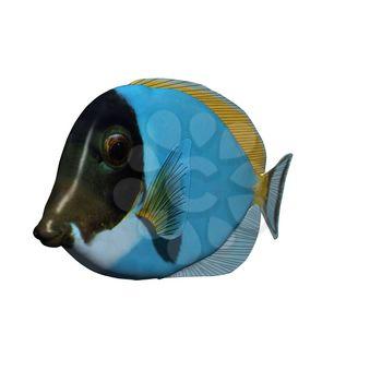 Fish Clipart