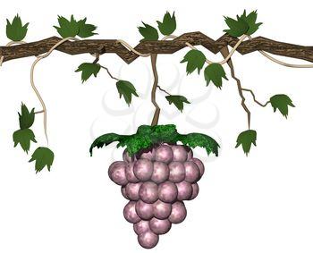 Vine Clipart