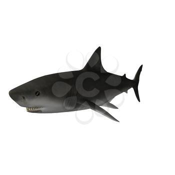 Shark Clipart