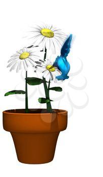 Hummingbird Clipart