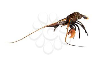 Shrimp Clipart