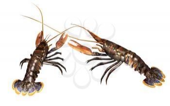 Pincers Clipart