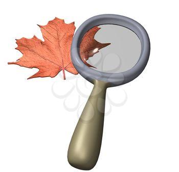 Maple Clipart