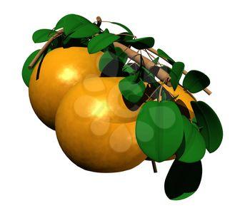 Oranges Clipart