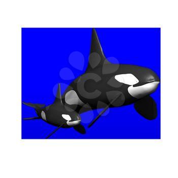 Whales Clipart