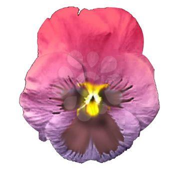 Pansy Clipart