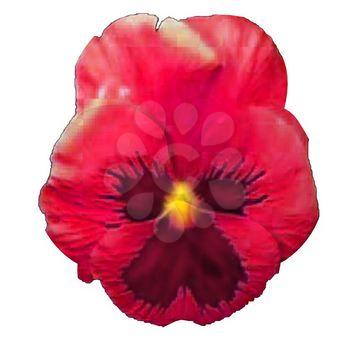 Pansy Clipart